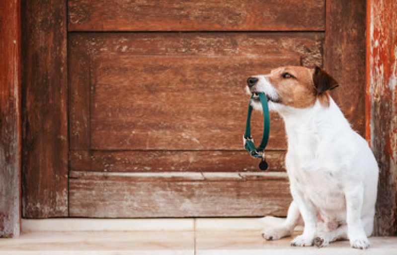 Coleira com Identificação para Cães Vila Guiomar - Coleira para Transporte de Gatos