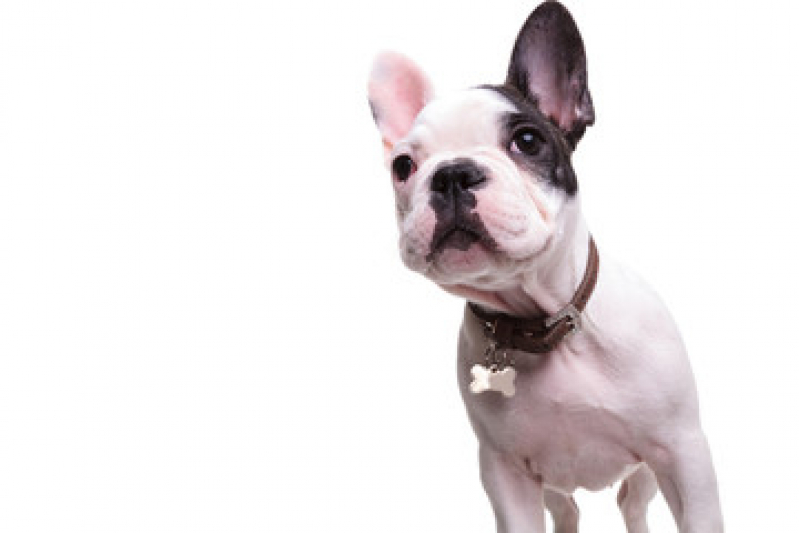 Coleira com Nome para Cachorro Valores Rio Grande - Coleira Personalizada para Cão Diadema
