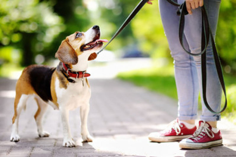 Coleira de Cachorro para Viagem Jardim Jamaica - Coleira com Identificação para Cães