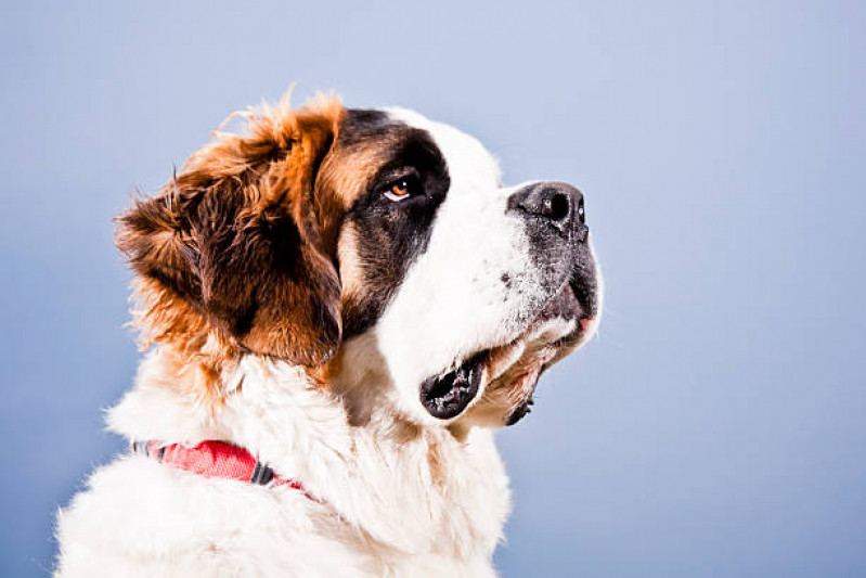 Coleira para Animais Valores Jordanópolis - Coleira Personalizada para Cão Diadema
