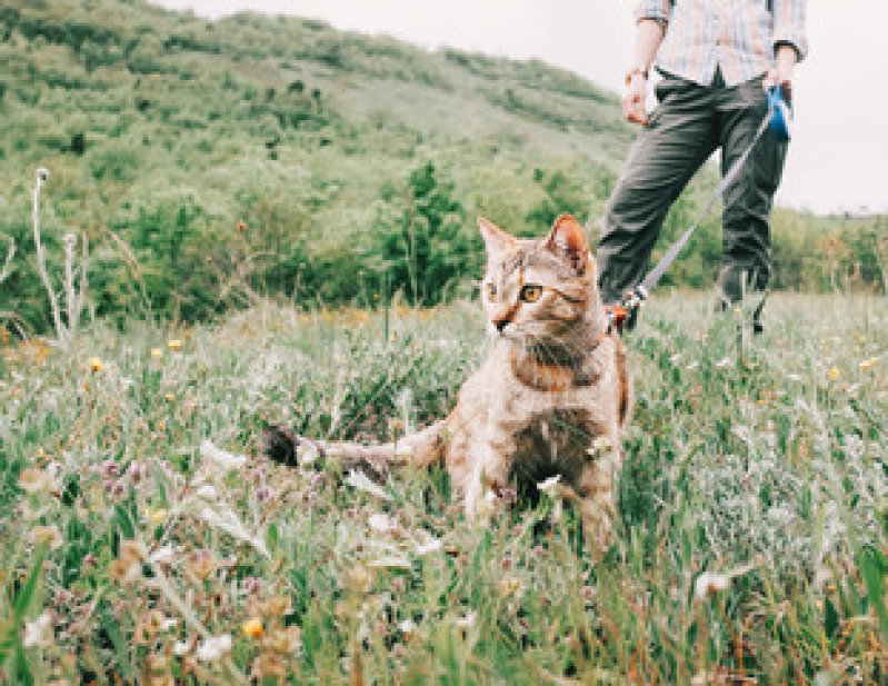 Coleira para Gato Identificação Sítio dos Teco - Coleira para Transporte de Gatos