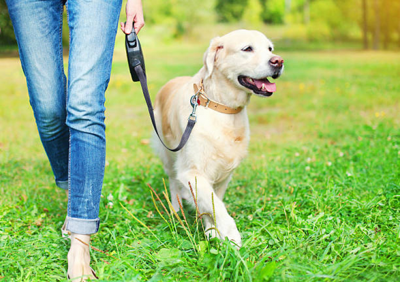 Coleira para Transporte de Cachorro Valores Acampamento Anchieta - Coleira com Identificação para Cães