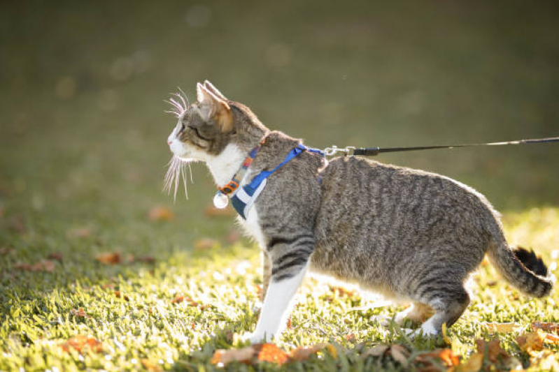 Coleira para Transporte de Gatos Parque Erasmo Assunção - Coleira Personalizada para Cão Diadema