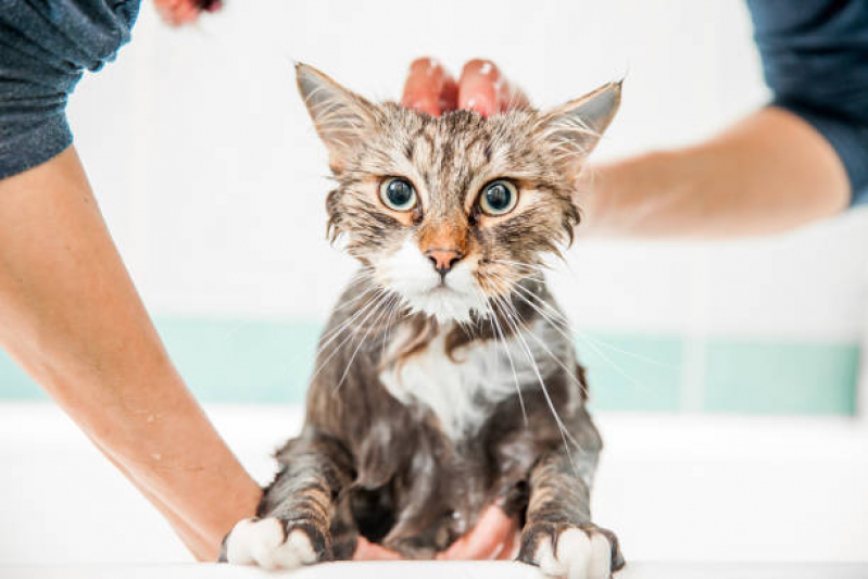 Contato de Banho e Tosa para Gato Vila Metalúrgica - Banho em Gato Pet Shop