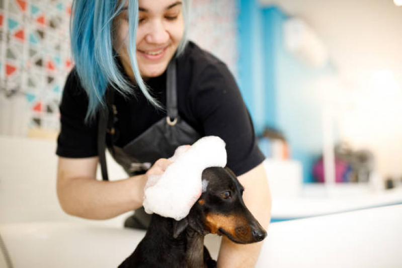 Contato de Banho e Tosa Pet Vila Conçalves - Banho em Gato Pet Shop