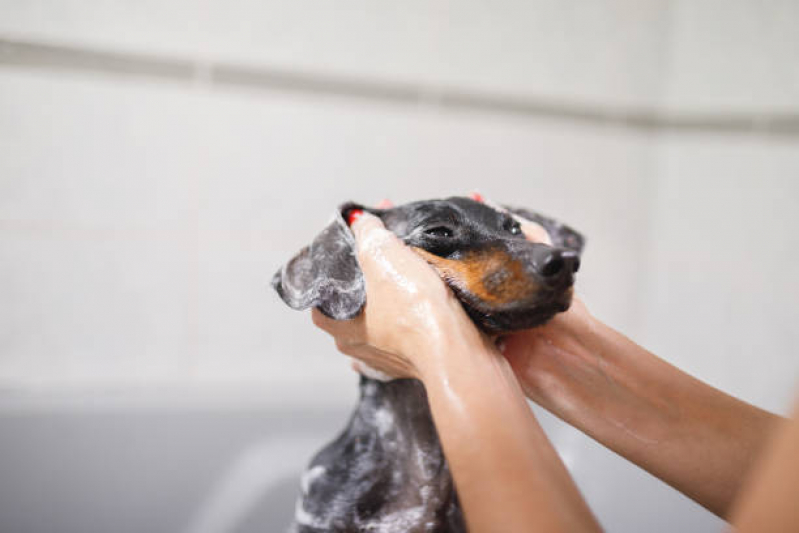 Contato de Banho e Tosa Próximo a Mim Cata Preta - Banho e Tosa para Cachorro