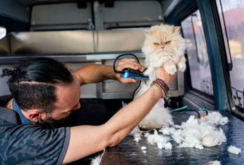Contato de Banho em Gato Pet Shop Prosperidade - Banho e Tosa Perto de Mim