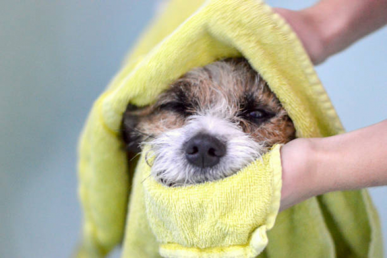 Contato de Pet Shop Perto de Mim Banho e Tosa Silveira - Banho e Tosa para Cachorro