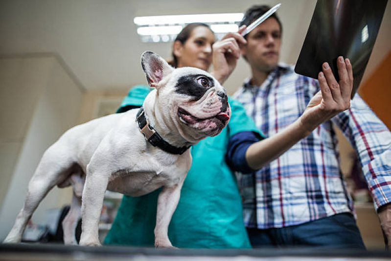 Exame de Raio X para Cachorro Vila Guiomar - Exame de Ultrassom Abdominal para Cachorro São Bernardo do Campo