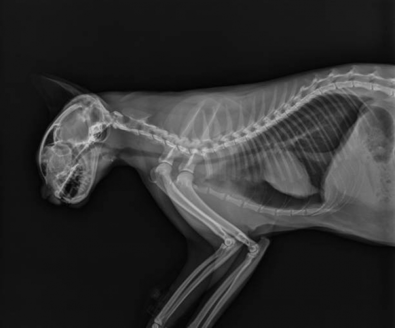 Exame de Raio X para Gatos Preço Ipanema - Exame de Ultrassom Abdominal Cão