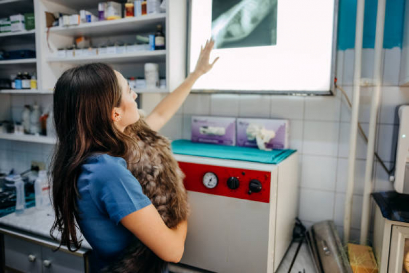 Exame de Raio X para Gatos Vila João Ramalho - Exame de Ultrassom Abdominal para Cachorro