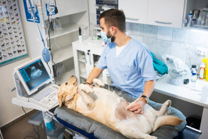 Exame de Ultrassom Abdominal Cão Preço Anchieta - Exame de Ultrassom Abdominal para Cachorro