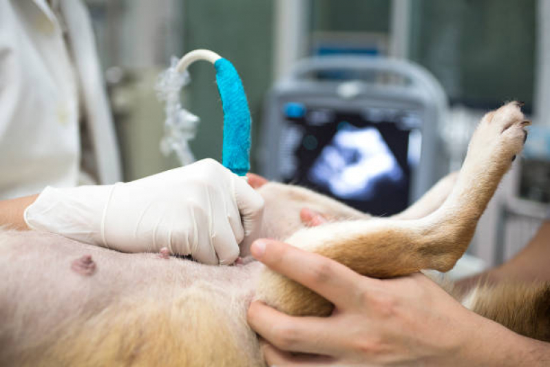 Exame de Ultrassom Abdominal para Cachorro Preço Polo Petroquímico de Capuava - Exame de Ultrassom Abdominal Cão