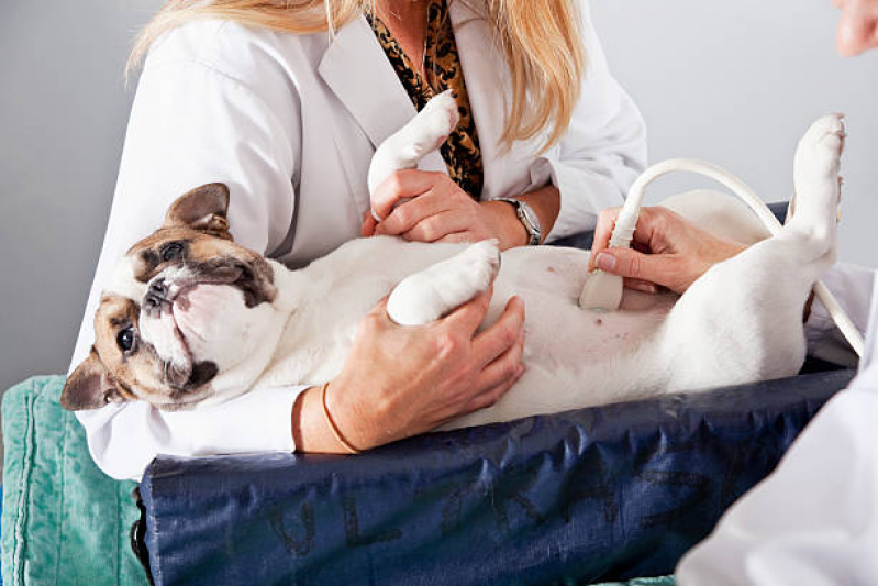 Exame de Ultrassom Abdominal para Cachorro Jardim Hollywood - Exame de Ultrassom Abdominal Cão