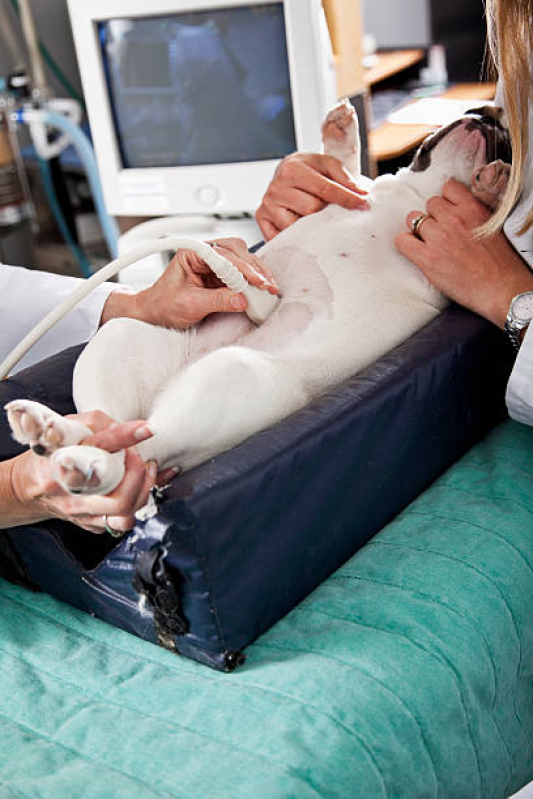 Exame de Ultrassom Cachorro Cooperativa - Exame de Ultrassom Abdominal para Cachorro