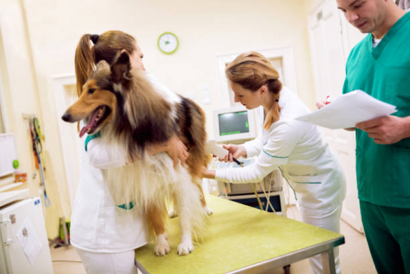 Exame de Ultrassom Gato Vila Guiomar - Exame de Ultrassom Abdominal para Cachorro