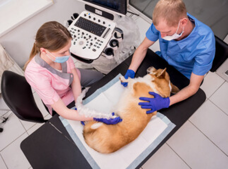 Exame de Ultrassom para Cachorro Preço Vila Assunção - Exame de Ultrassom Abdominal para Cachorro