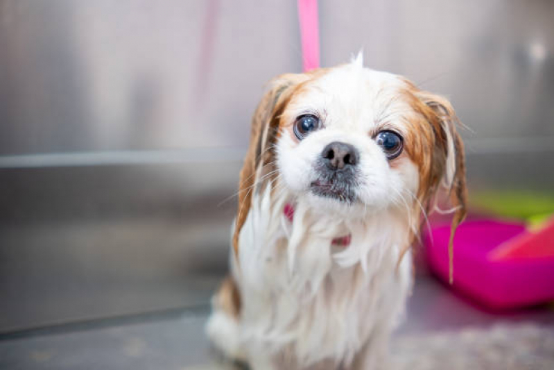 Onde Tem Banho para Cachorro Terapêutico Oswaldo Cruz - Banho Terapêutico em Cães