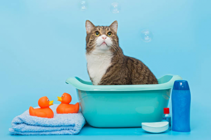 Onde Tem Banho Pet Terapêutico Planalto - Banho Pet Terapêutico