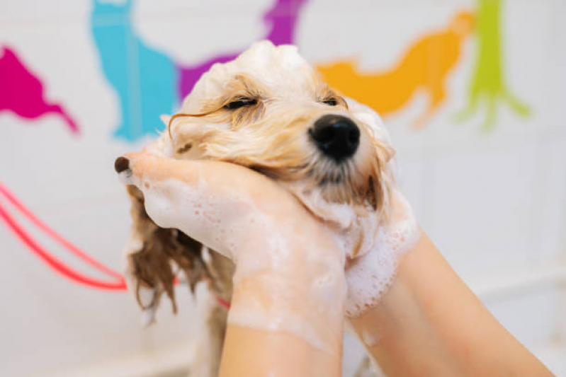 Onde Tem Banho Terapêutico em Cachorro Santa Cruz - Banho Terapêutico