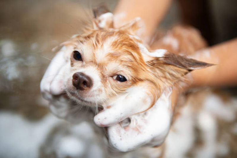 Onde Tem Banho Terapêutico em Cães Rudge Ramos - Banho Terapêutico Animal