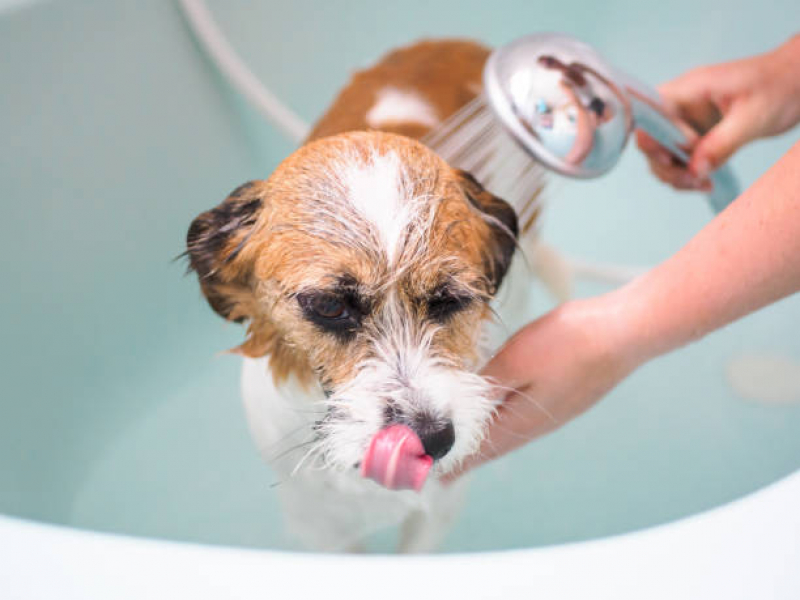 Onde Tem Banho Terapêutico para Cachorro Vila Luzita - Banho Terapêutico Animal
