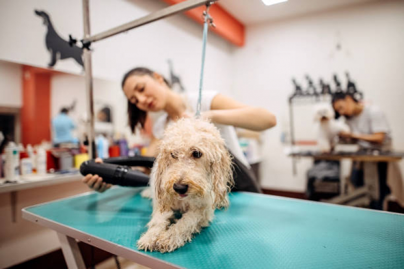 Onde Tem Banho Terapêutico para Cachorros Alves Dias - Banho Terapêutico em Cães