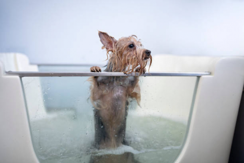 Onde Tem Banho Terapêutico Pet Sítio Taquaral - Banho Terapêutico para Cachorro