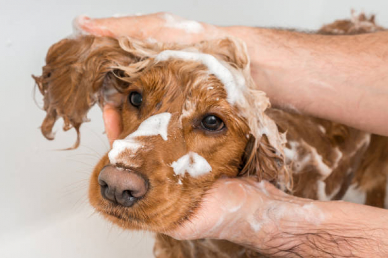 Onde Tem Banho Terapêutico Jardim Irene - Banho Terapêutico para Cães