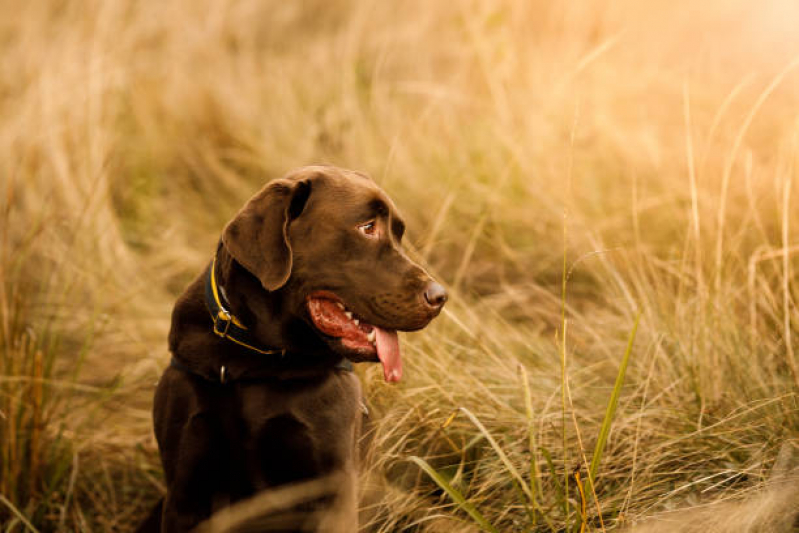 Onde Vende Coleira para Cão Grande Parque Erasmo Assunção - Coleira Personalizada para Cão Diadema