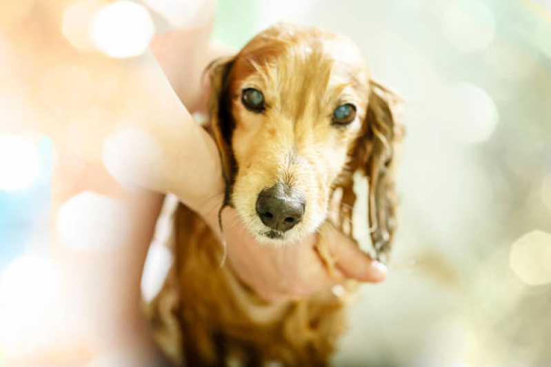 Pet Shop Banho Contato Parque Oratório - Pet Shop Banho e Tosa Diadema