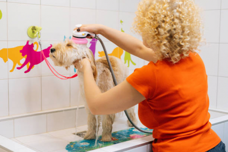Pet Shop Banho e Tosa Contato Várzea do Tamanduateí - Pet Shop para Cachorros