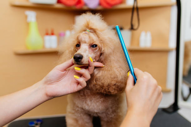 Pet Shop Banho Anchieta - Pet Shop Perto de Mim