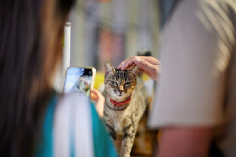 Pet Shop Perto de Mim Vila Caminho do Mar - Pet Shop para Animais