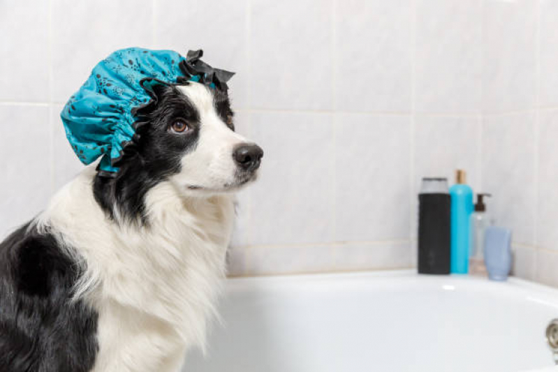 Pet Shop Próximo a Mim Contato Swiss Park - Pet Shop Banho