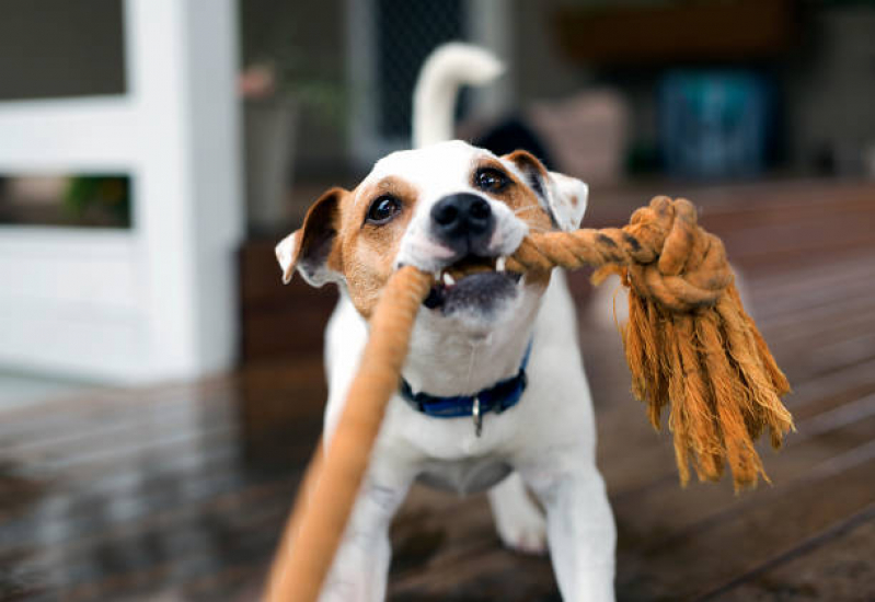 Preço de Brinquedo de Corda para Cachorro Riacho Grande - Brinquedo Resistente para Cachorro