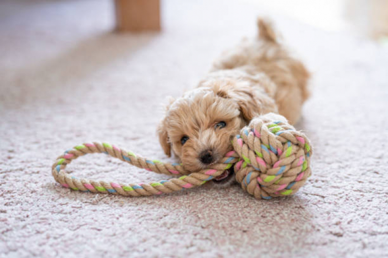 Preço de Brinquedo de Pet Jardim Telma - Brinquedo de Corda para Cachorro