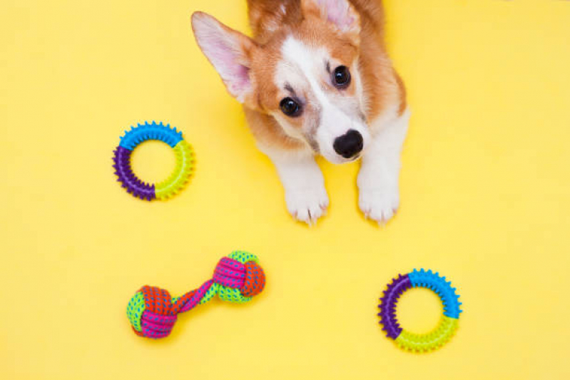 Preço de Brinquedo Inteligente para Cachorro Parque das Nações - Brinquedo de Corda para Cachorro