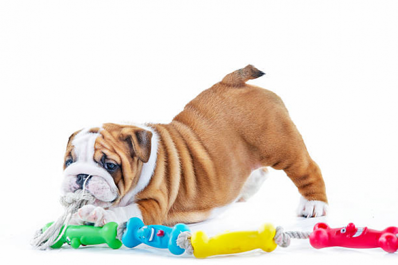 Preço de Brinquedo Mordedor Cachorro Santa Terezinha - Brinquedo para Cachorro