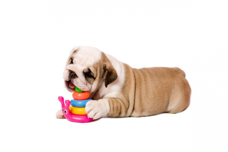 Preço de Brinquedo Pet Interativo Industrial - Brinquedo para Cachorro