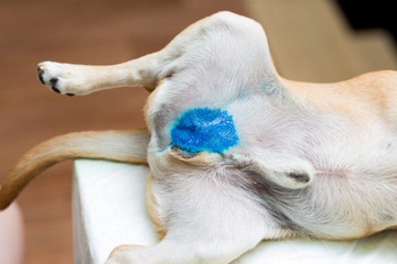 Serviço de Castração de Cachorro Perto de Mim Vila Palmares - Castração de Cachorro Shih Tzu