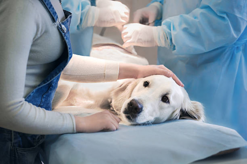 Serviço de Castração para Cachorro Sítio Taquaral - Cirurgia de Castração em Cachorro Macho