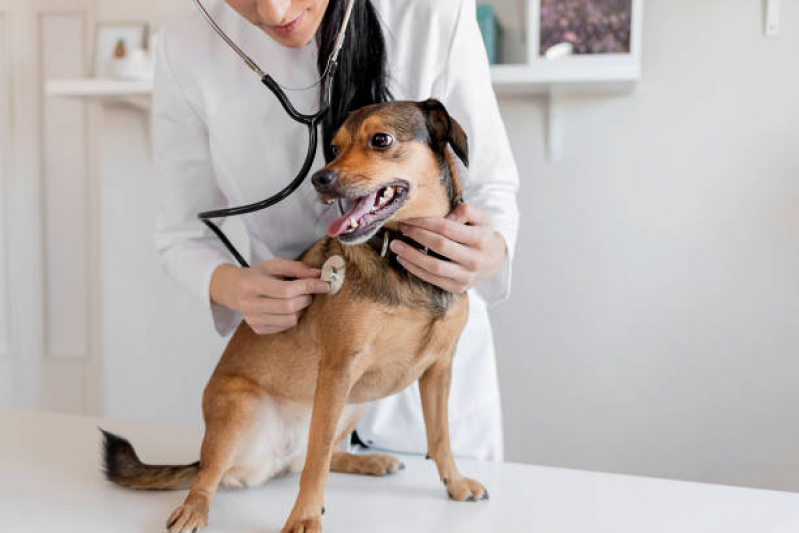 Telefone de Clínica Veterinária Pet Av. Kennedy - Clínica Veterinária para Cães e Gatos