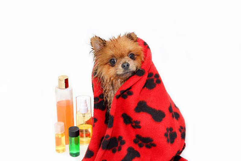 Telefone de Pet Shop Banho Anchieta - Pet Shop Cães e Gatos