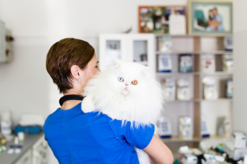 Telefone de Pet Shop Gatos Riacho Grande - Pet Shop Cães e Gatos