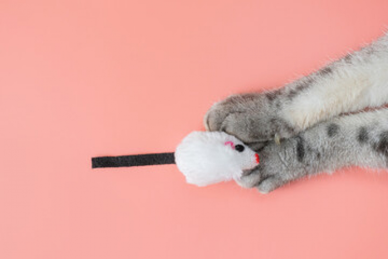 Telefone de Pet Shop Perto de Mim São José - Pet Shop para Animais