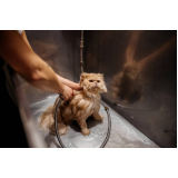 banho em gato pet shop telefone Ferrazópolis