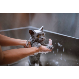 banho em gato pet shop Santa Terezinha
