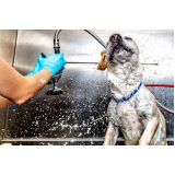 banho terapêutico em cachorro valores Vila Aquilino