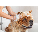 banho terapêutico em cachorro Paço municipal